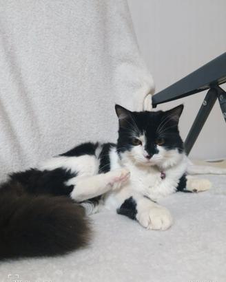 Gatto Romeo