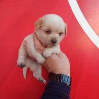 Due uomini toy mix maschio