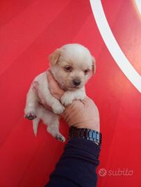 Due uomini toy mix maschio