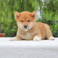 Shiba Inu maschio di 2 mesi
