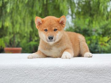 Shiba Inu maschio di 2 mesi