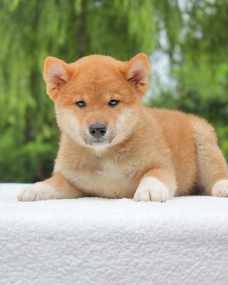 Shiba Inu maschio di 2 mesi