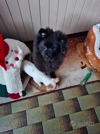 Volpina di Pomerania