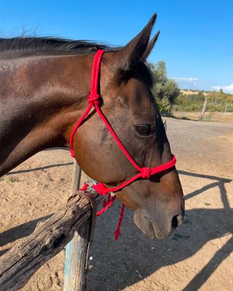 Capezza e longhina nuove