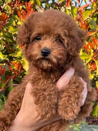 BarboncinoToy femmina con pedigree ENCI