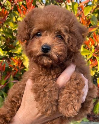 BarboncinoToy femmina con pedigree ENCI