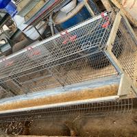 Gabbie galline ovaiole