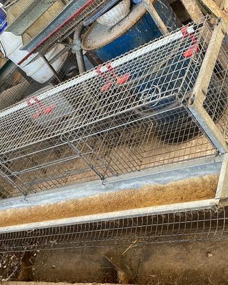 Gabbie galline ovaiole