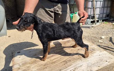 Jagd Terrier