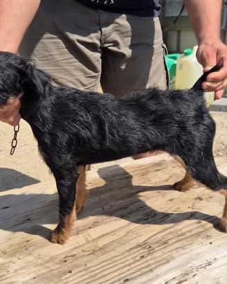 Jagd Terrier