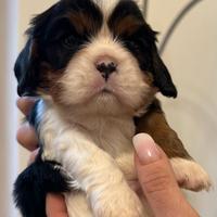 Cavalier King Tricolor disponibili