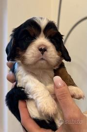 Cavalier King Tricolor disponibili