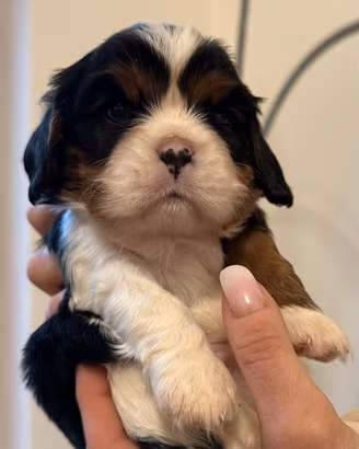 Cavalier King Tricolor disponibili