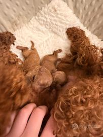 Cuccioli Barboncino Toy Red