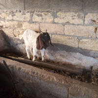Animali capretta