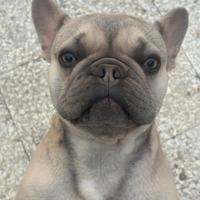 Bulldog francese