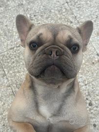 Bulldog francese