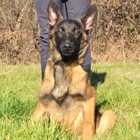 Cucciolona di pastore belga malinois