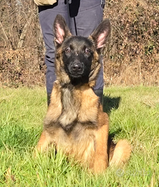Cucciolona di pastore belga malinois