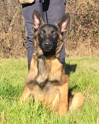 Cucciolona di pastore belga malinois