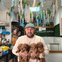 Barboncino toy red 2M 2F anche a rate