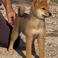 Shiba cucciolo femmina