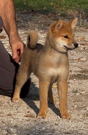 Shiba cucciolo femmina