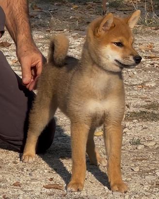 Shiba cucciolo femmina