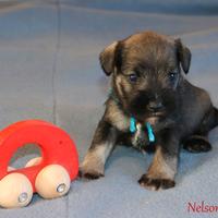 Cuccioli di schnauzer nani
