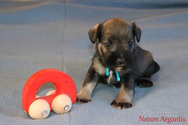 Cuccioli di schnauzer nani