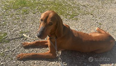 Cane femmina