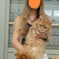 Gatta Maine coon