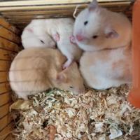 Criceti dorati europei