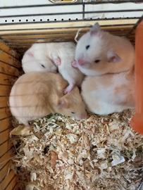 Criceti dorati europei