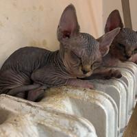 Gattini sphynx senza pelo
