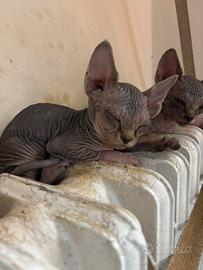 Gattini sphynx senza pelo