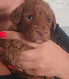 Cuccioli di barboncini toy