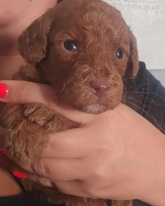 Cuccioli di barboncini toy