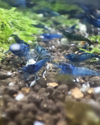 Caridine Blue Dream