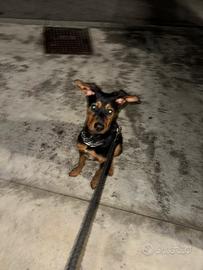 Pinscher tedesco misto doberman