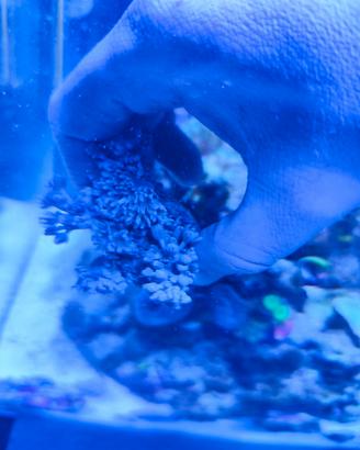Corallo molle xenia Pumping acquario marino