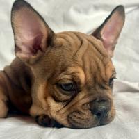 Bulldog francese femmina