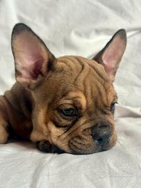 Bulldog francese femmina