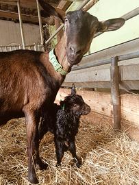 Camosciata delle alpi