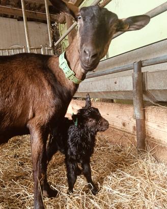 Camosciata delle alpi