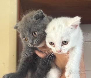 Scottish fold maschietti