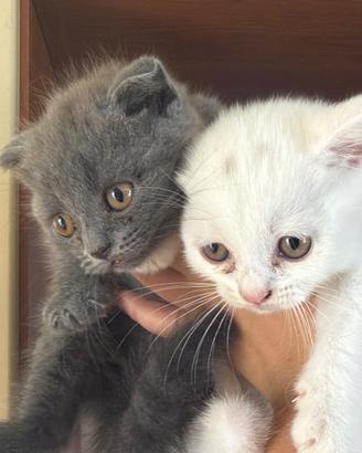Scottish fold maschietti