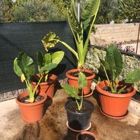 Alocasia Macrorrhizos gigante