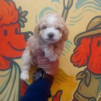 Barboncino mini toy maschio Bismarck