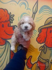 Barboncino mini toy maschio Bismarck